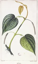 Betel, botanische Tafel, ca. 1810